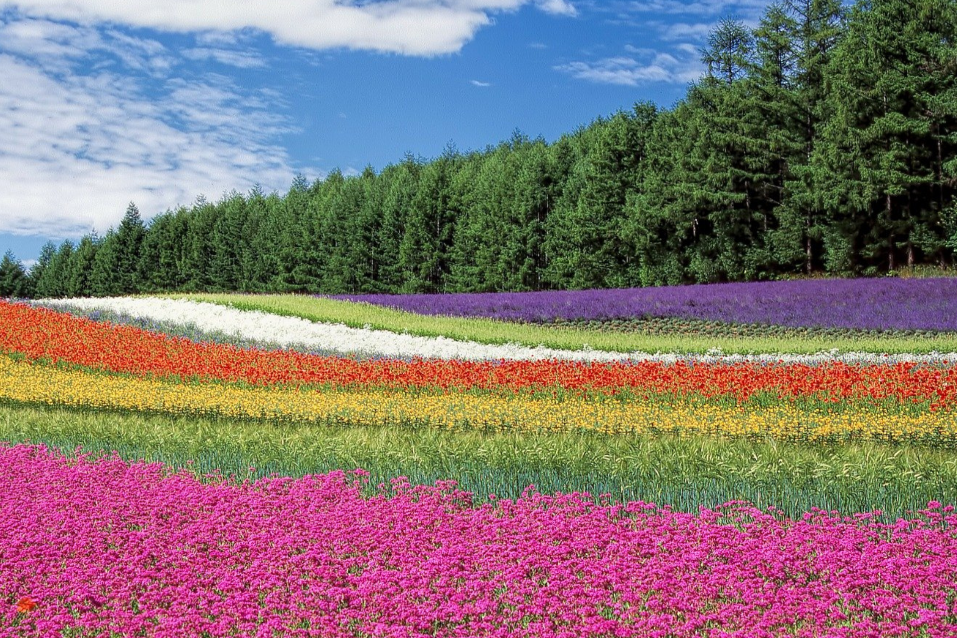 Immagine di un campo colorato che simboleggia la creatività